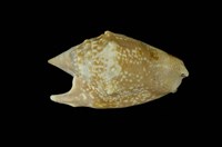 藏品(紅袖鳳凰螺)的圖片